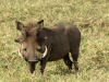 512px-Warthog,_male,_Serengeti